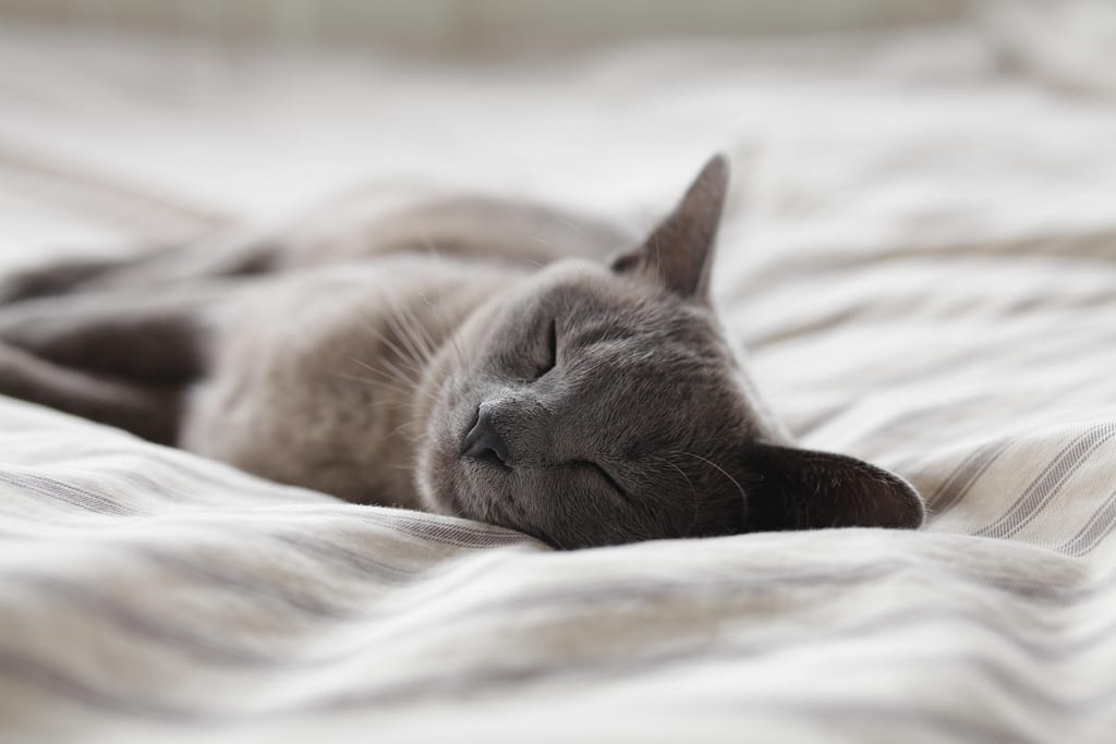 Chat et toxoplasmose
